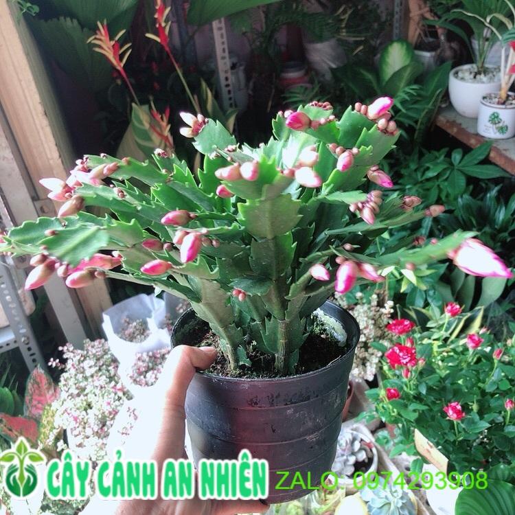 Chậu Cây Càng Cua