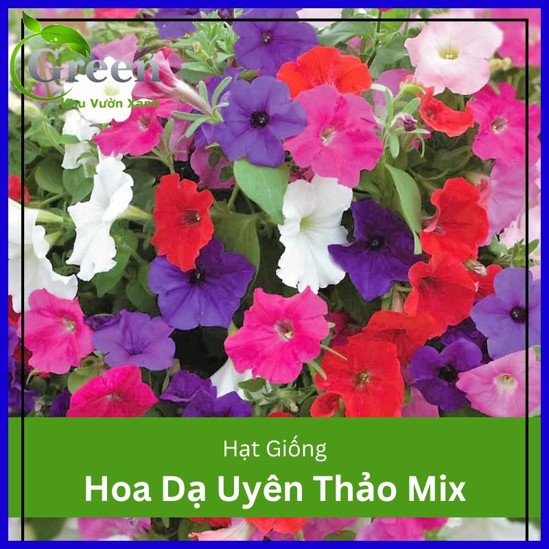 Hạt Giống Hoa Dạ Uyên Thảo Nhiều Màu Mix