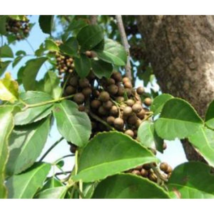 Cây Nhội giống, cây nguyên bầu