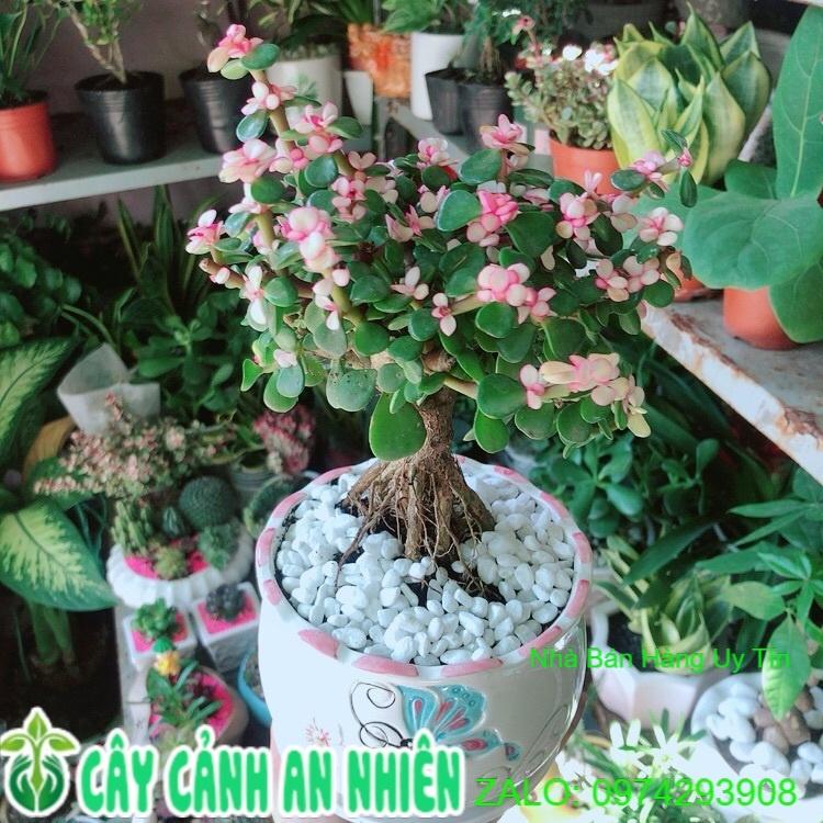 Chậu Cây Cành Vàng Lá Ngọc