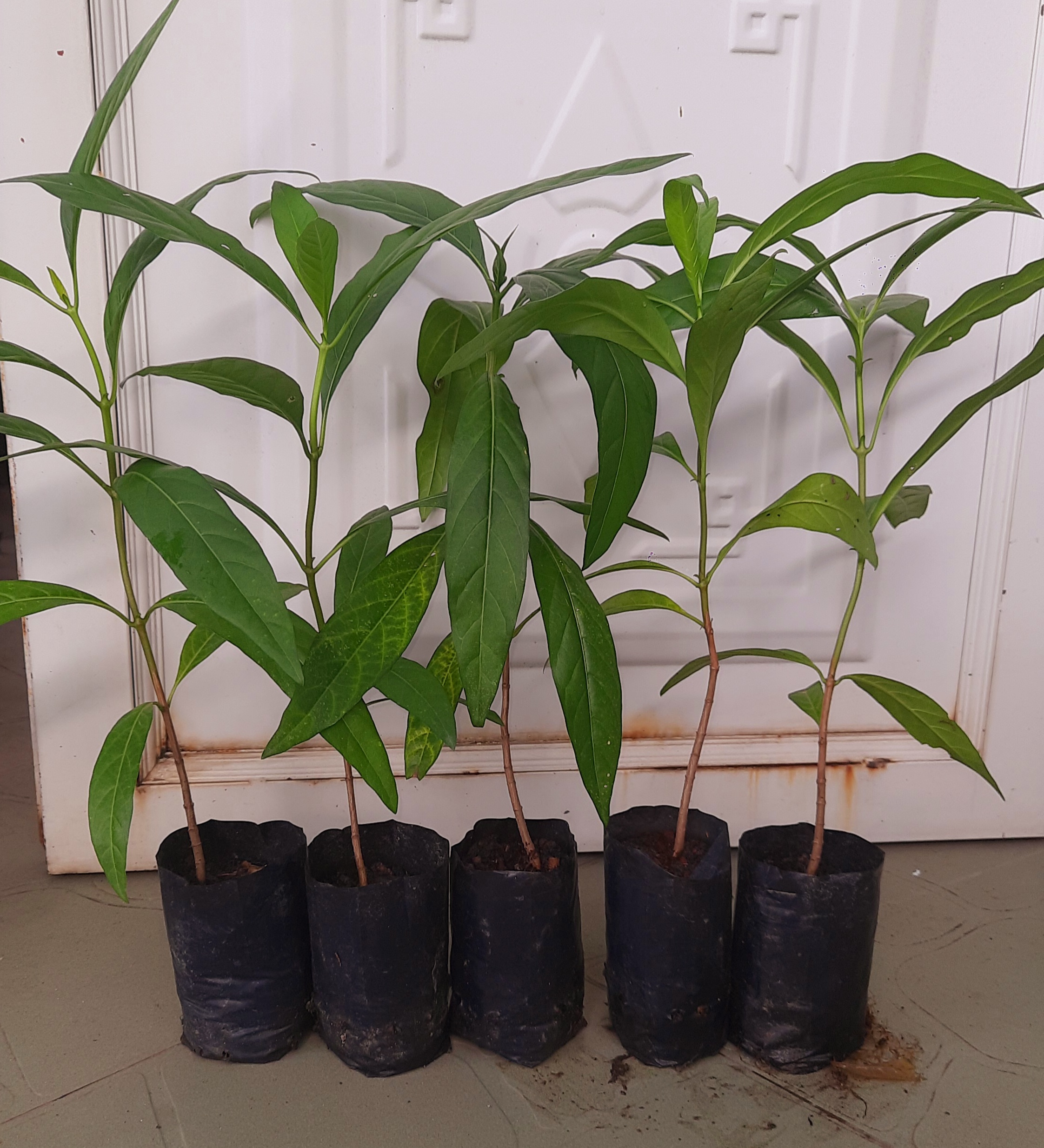 Combo 5 cây nhàu, chiều cao khoảng 25cm