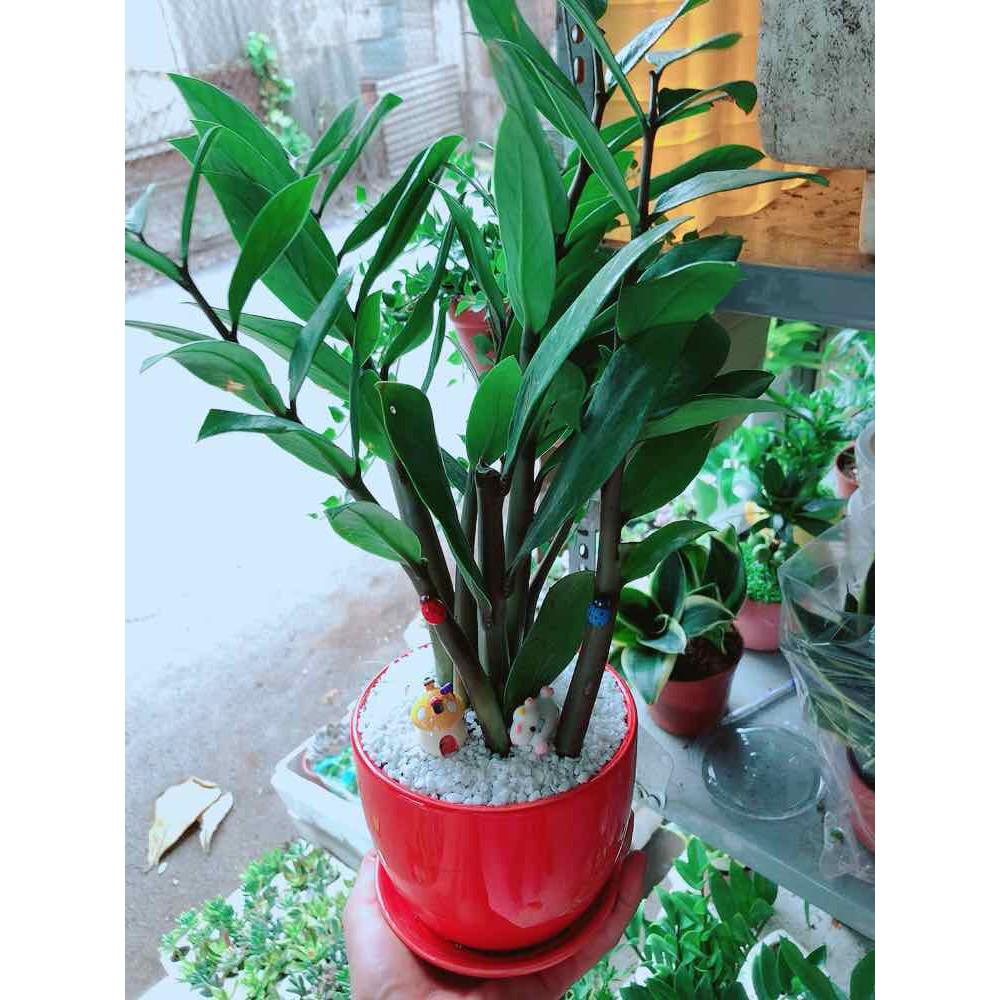 Chậu cây kim tiền Bán Chạy