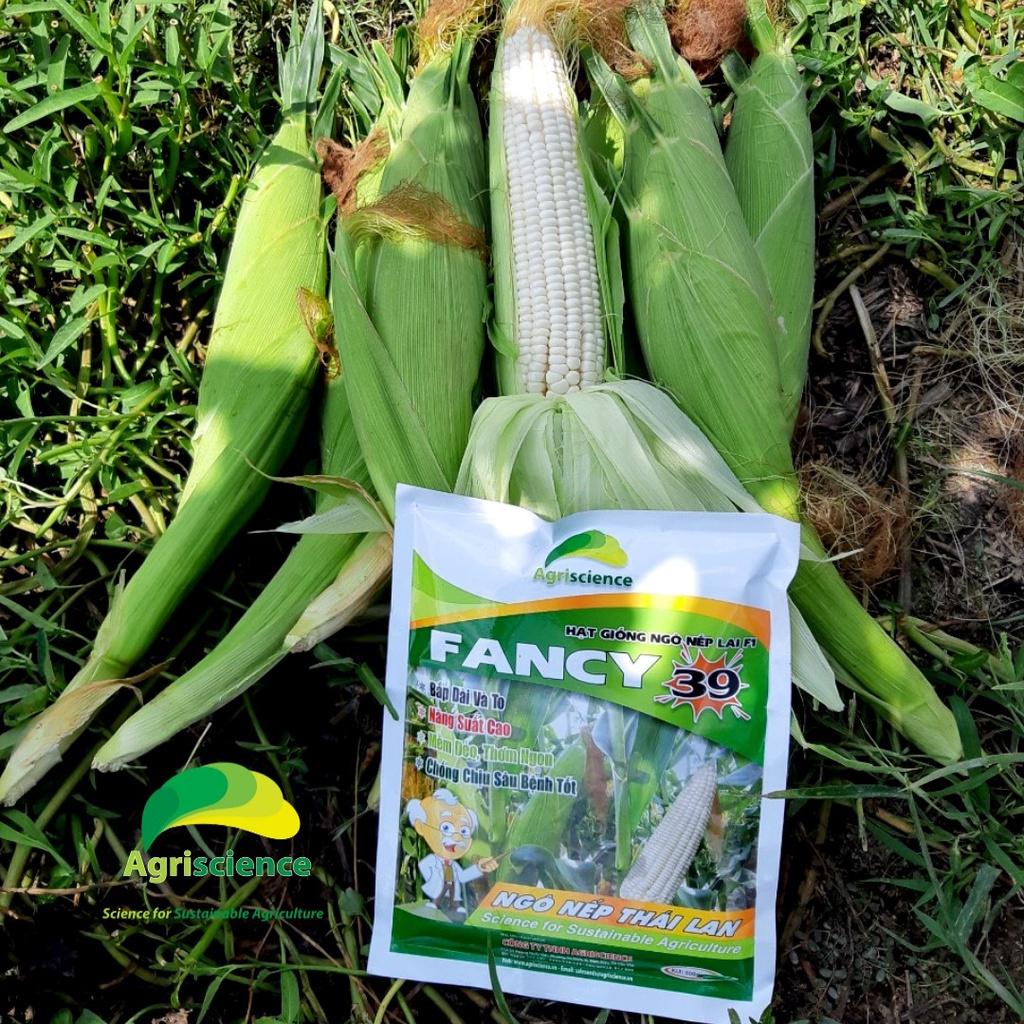 Hạt Giống Ngô Nếp Thái Lan - Fancy 39