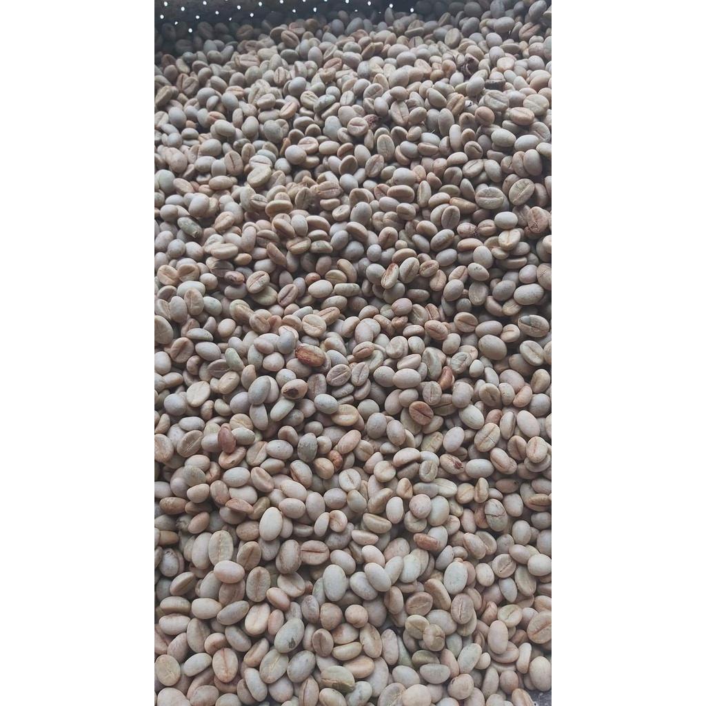 1KG HẠT GIỐNG CÀ PHÊ