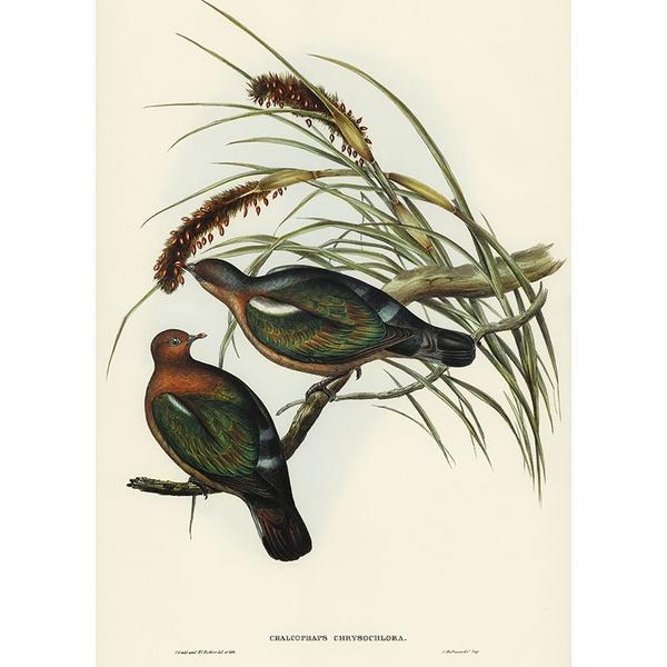 Tranh canvas vintage - Chim cu xanh Olax (Chalcophaps chrysochlora) - BVT-10