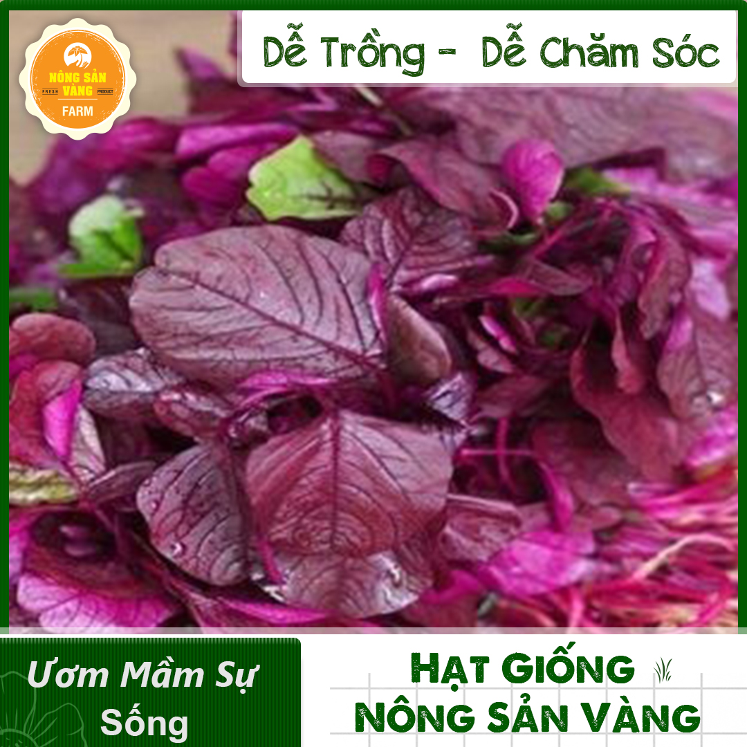 Hạt giống Rau Dền Đỏ, Tỉ Lệ Nảy Mầm Cao, Sinh Trưởng Và Phát Triển Khỏe, Năng Suất Cao - Nông Sản Vàng