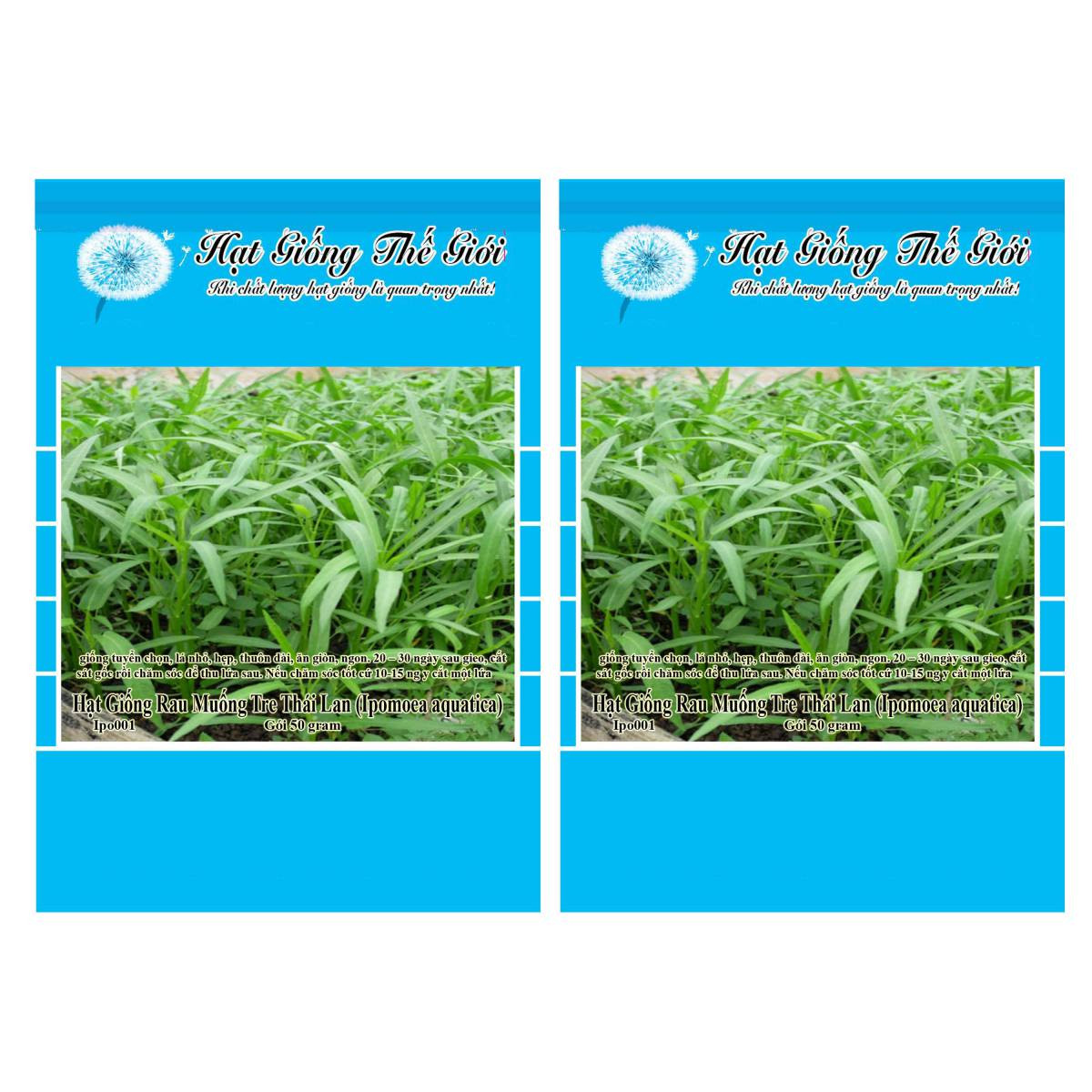 Bộ 2 Gói Hạt Giống Rau Muống Tre Thái Lan  50g