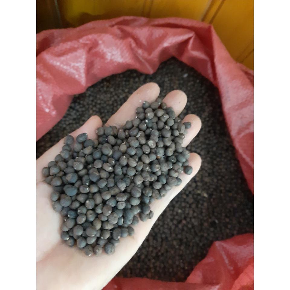500 gram HẠT GIỐNG CÂY GÒN