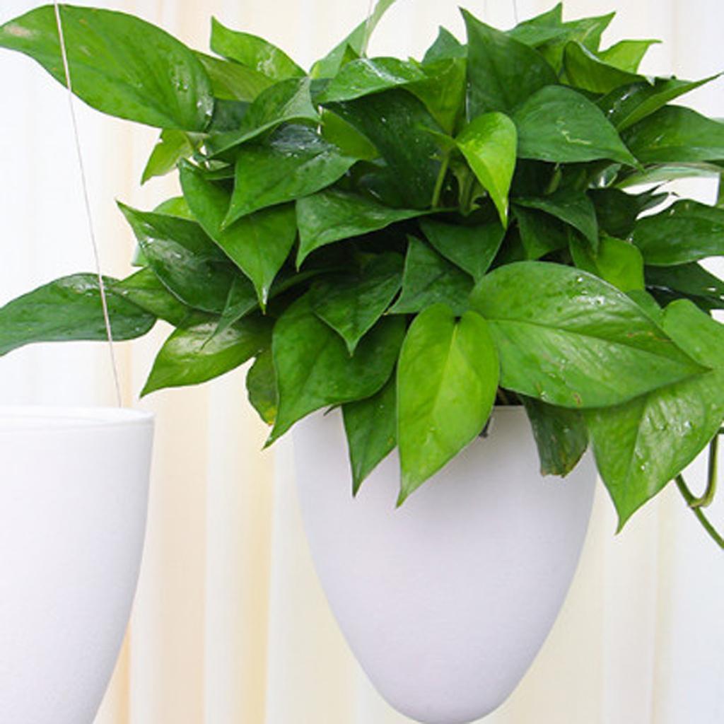 2x Hanging Self Watering Pot Flower Planter Garden Home Decoration W / Chain