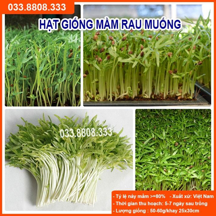 Hạt Giống Rau Mầm Rau Muống 50gram - Hạt Giống Rau Trồng Tại Nhà