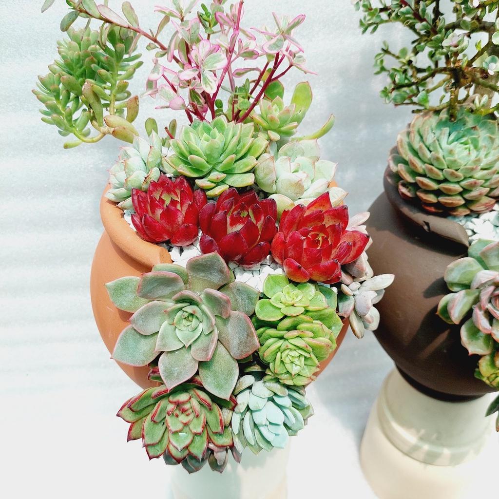 Chậu đất nung Bình Dương - Chum cao cắt vân mây, miệng chậu 14cm, chiều cao 20cm
