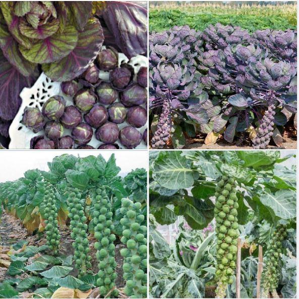 COMBO 2 gói bắp cải tí hon