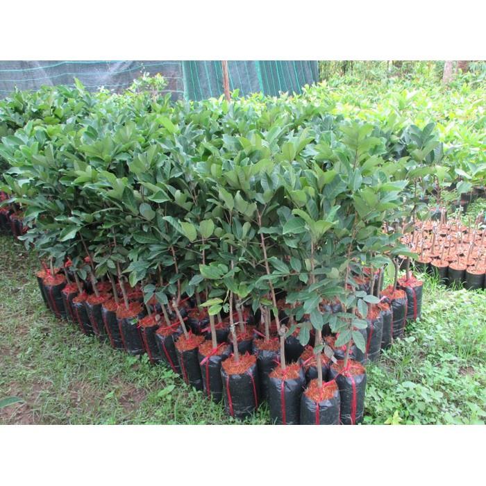 Cây Giống Chôm Chôm