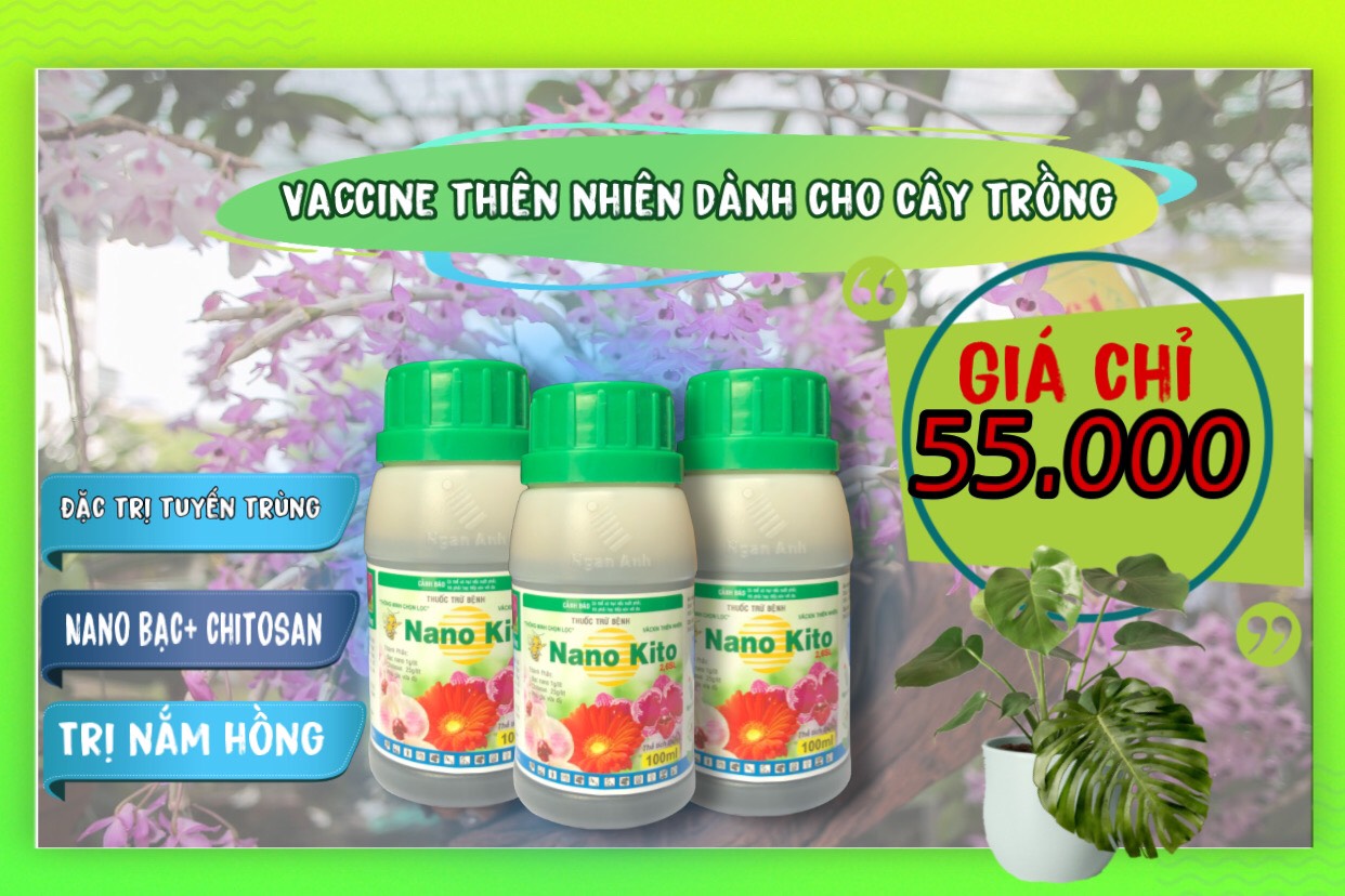 Chế phẩm phòng ngừa nấm hồng Nano kito 100ml