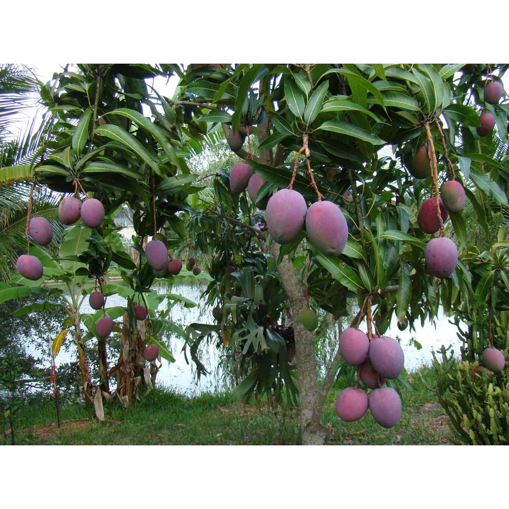 Cây giống Xoài Đài Loan Đỏ . .