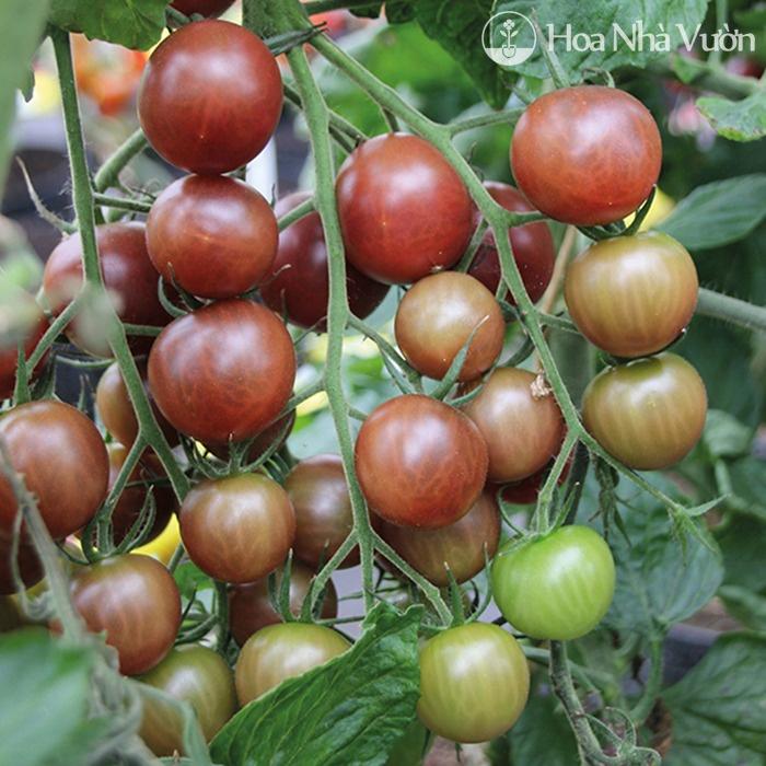 Hạt Giống Cà Chua Socola F1 F1 CT280 - Gói 30 hạt