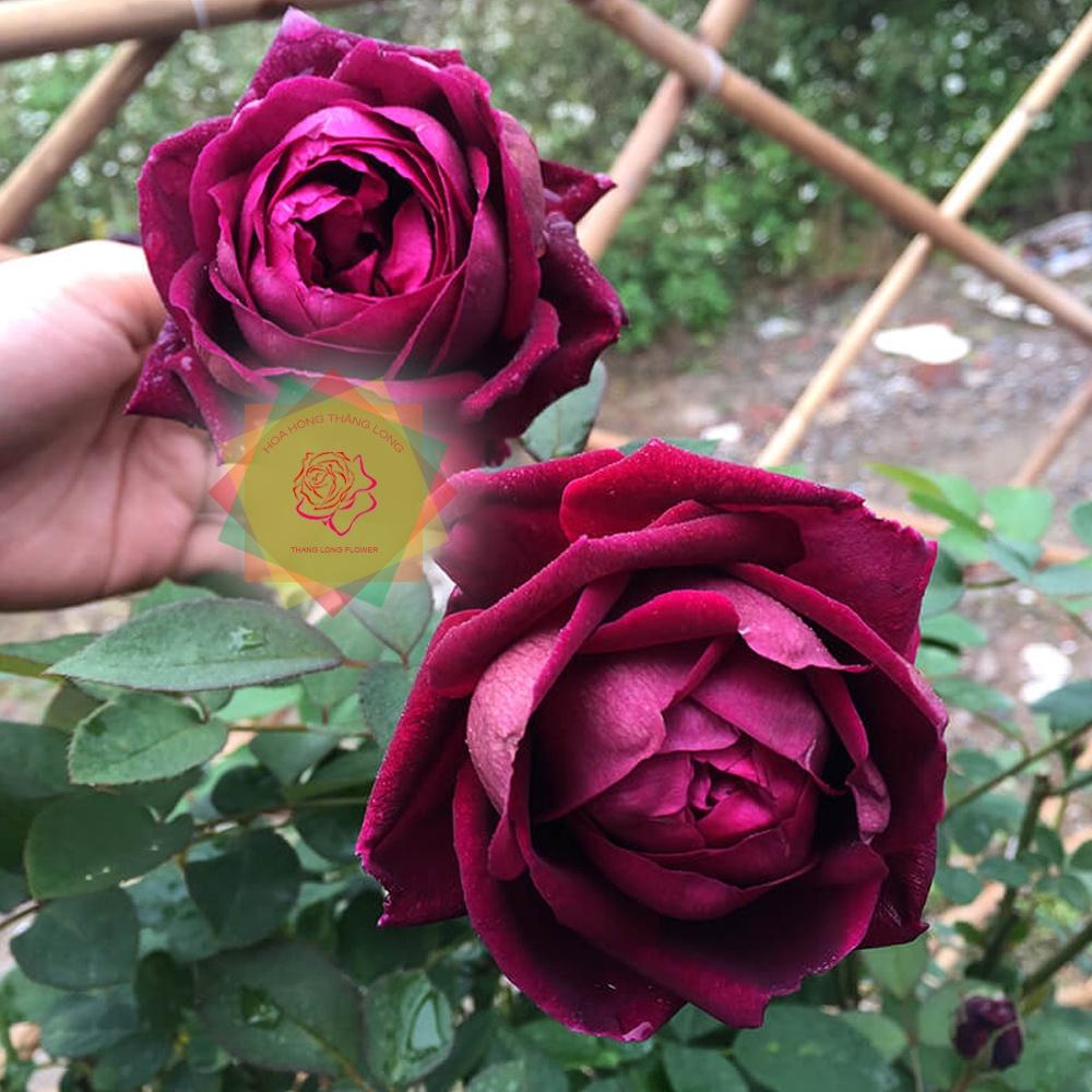 Cây hoa hồng ngoại The Prince  hồng Hoàng tử quý tộc Anh siêu thơm -cây to trồng bịch vải