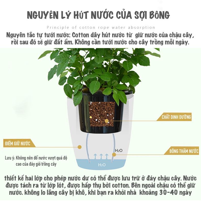 Chậu trồng cây Oliz G113. Chậu trồng cây thông minh tự tưới