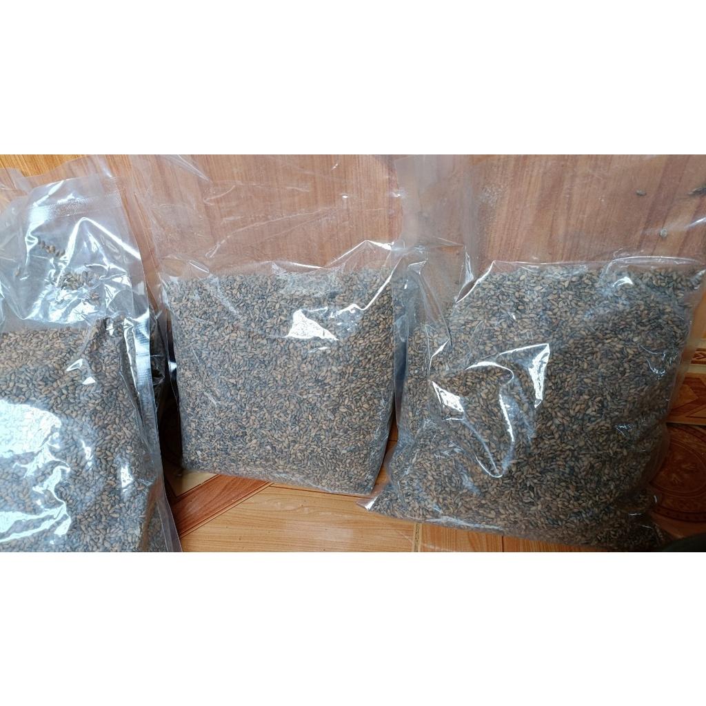 100gram hạt giống cây thông 2 lá