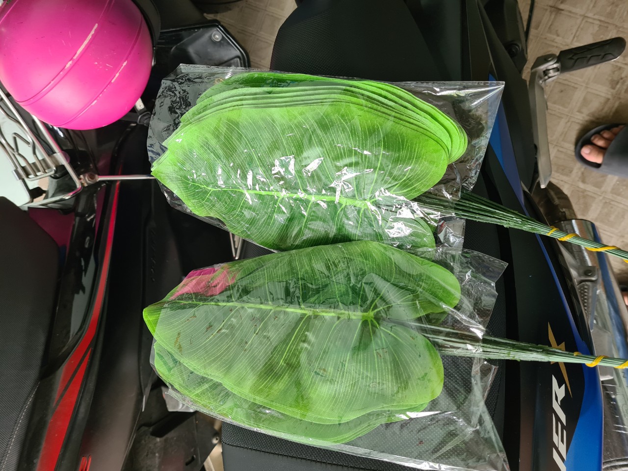 Lá Giả Trang Trí Nhà Cửa sân vườn quán Lá trầu bà đế vương xanh