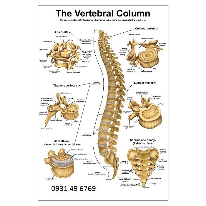 Tranh giải phẫu xương cột sống