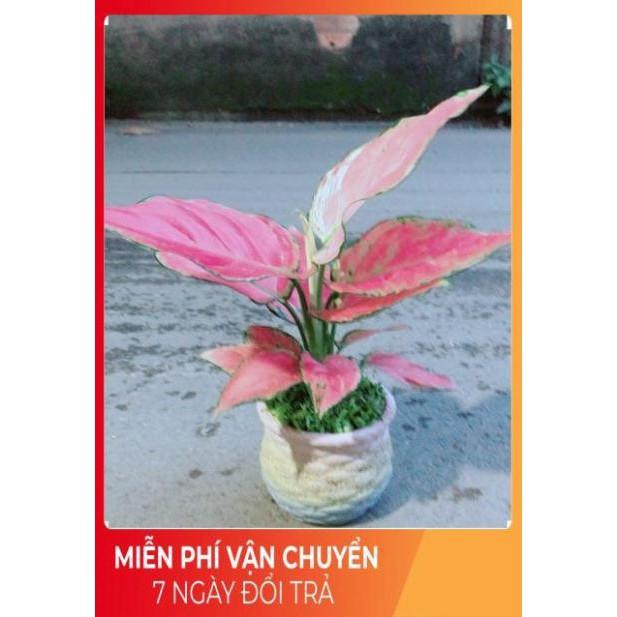 Chậu Vạn Lộc Hồng