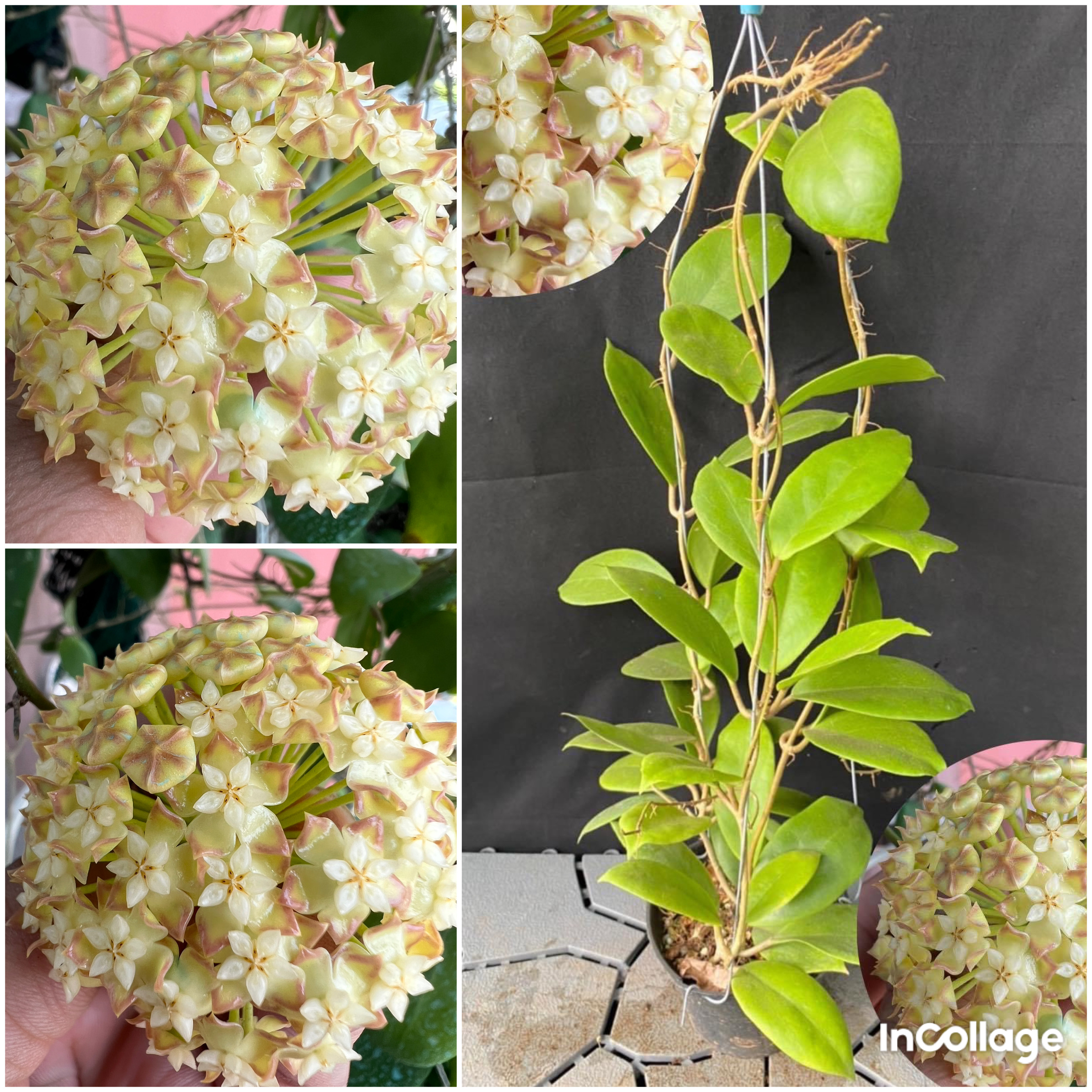 Chậu hoa Cẩm cù crassicaulis thân leo kích thước như hình, hoa rất thơm mùi gừng, hoa quanh năm