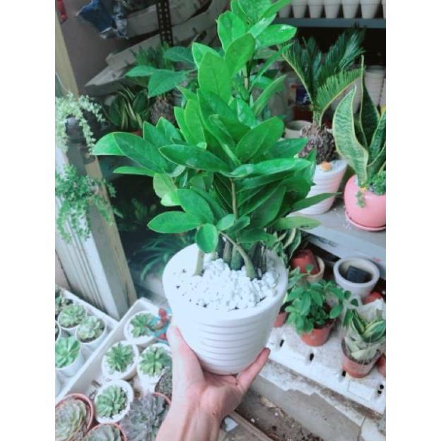 Chậu kim phát tài hay kim tiền