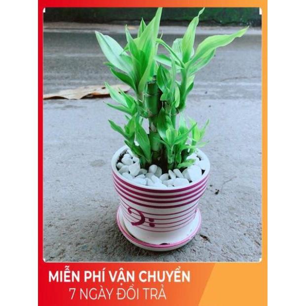 Chậu Trúc Phát Tài