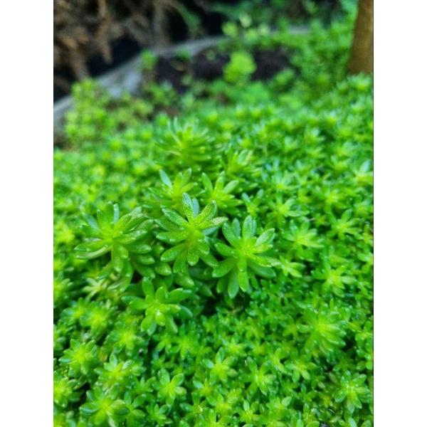 Chậu cây sedum (cây trồng làm thảm cỏ tiểu cảnh)