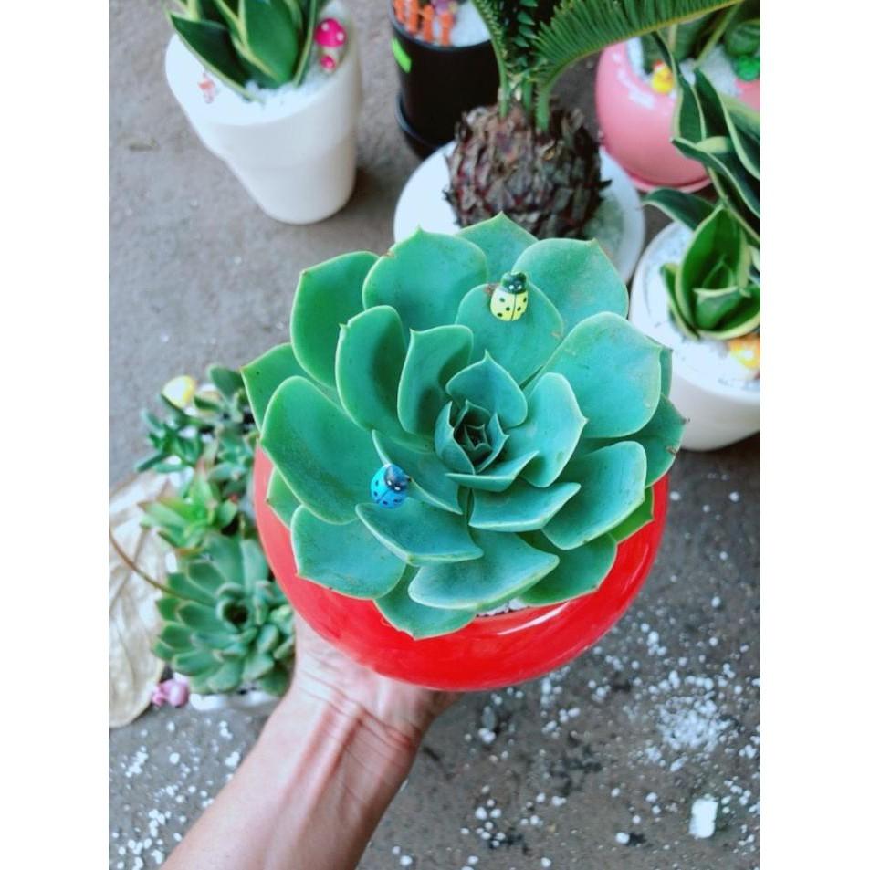 Chậu cây sen đá xanh đất Bán Chạy