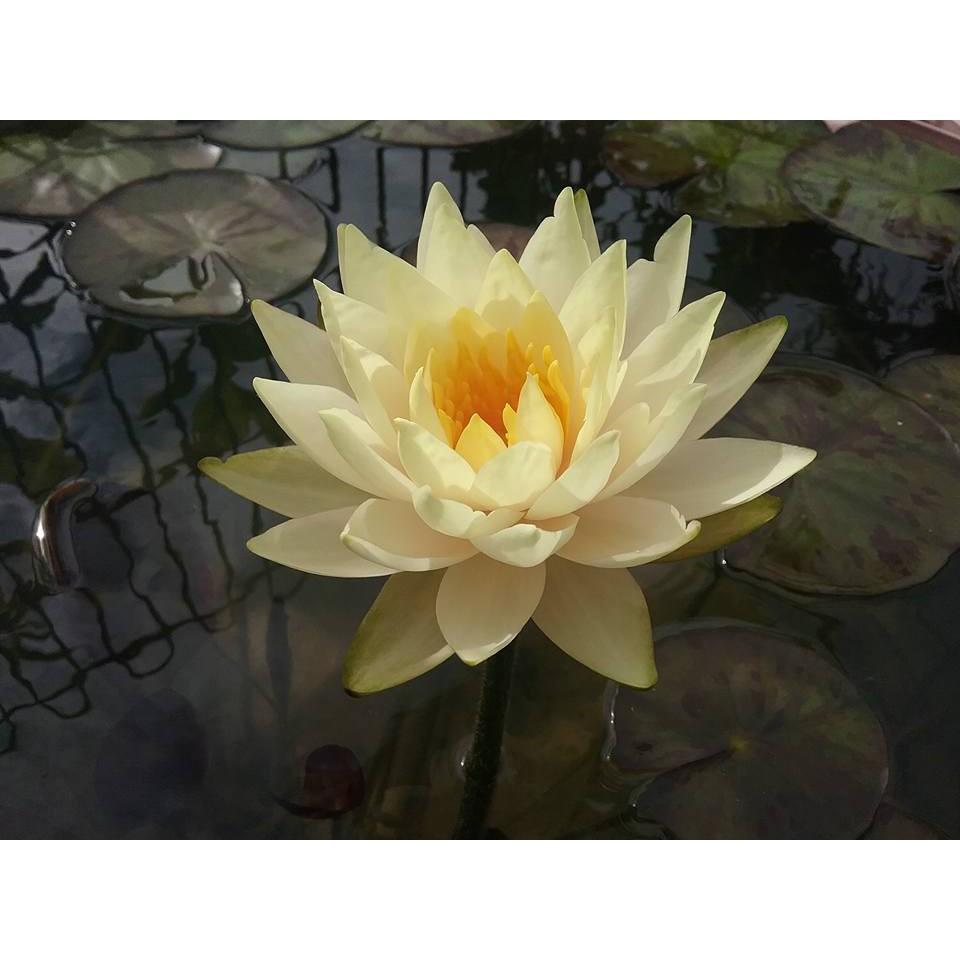 Cây hoa súng Thái Lan vàng trắng