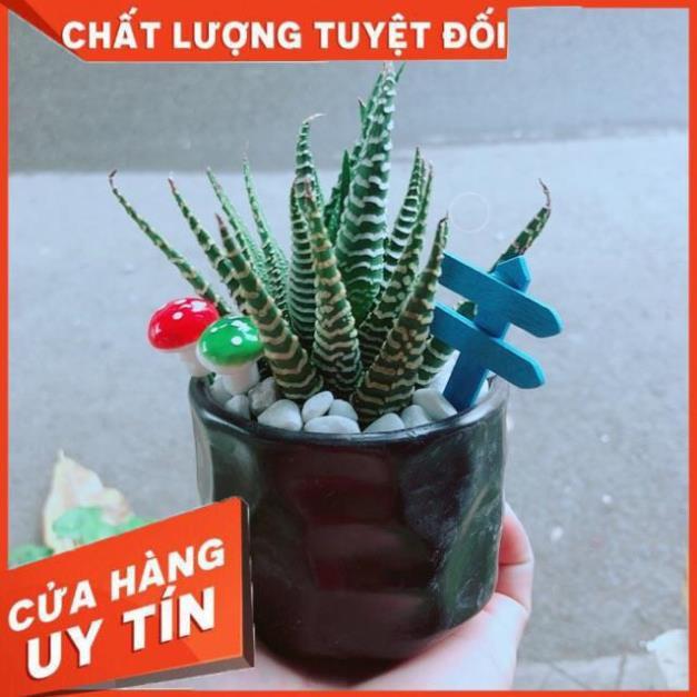 Chậu Móng Rồng