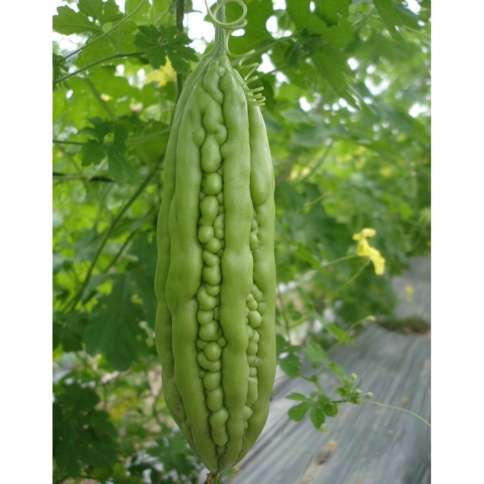 Hạt giống Khổ Qua Trái Siêu Dài Gói 10gram