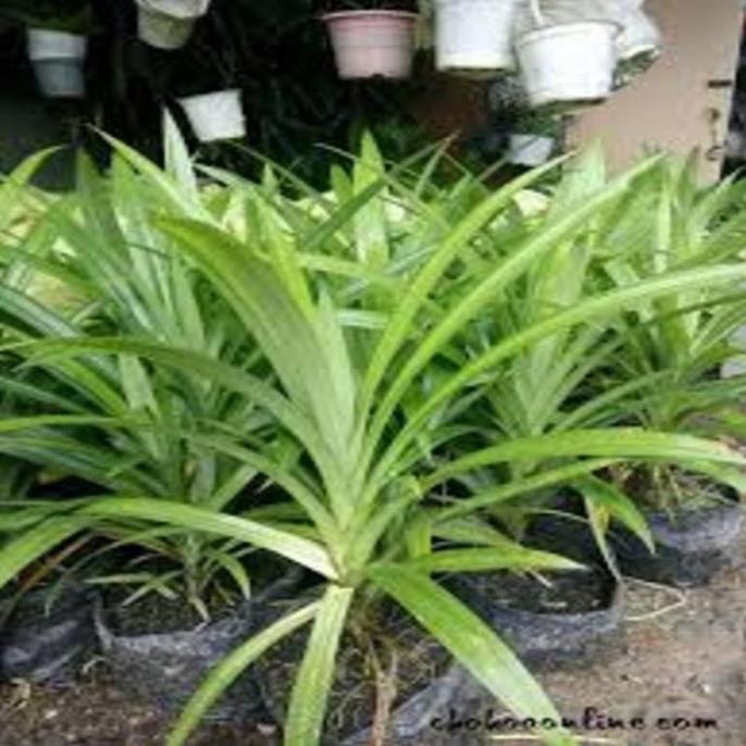 CÂY GIỐNG LÁ NẾP THƠM