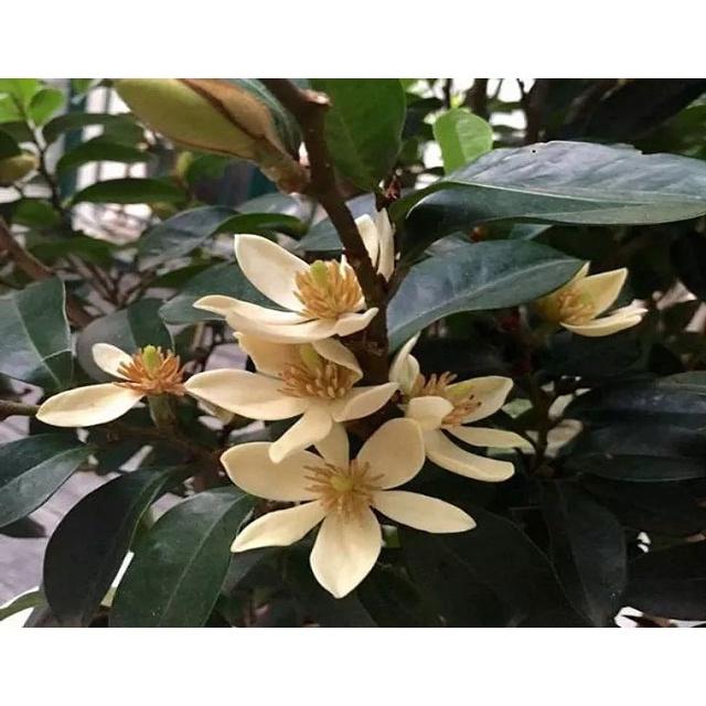 Cây giống hoa Lan Tiêu tím bắc cực thơm - cây giống nhỏ