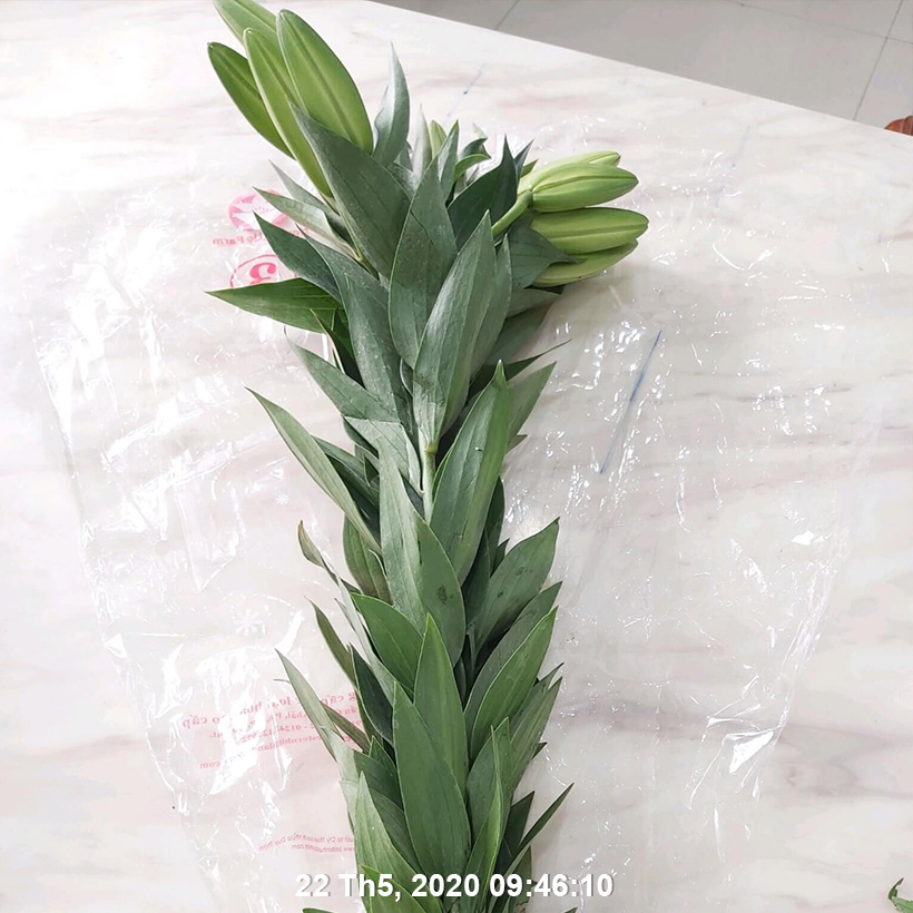 Set 50 gói Bột Dung Dịch Dưỡng Hoa LILY Longlife Nhập khẩu Israel giúp hoa Lily tươi lâu gấp 2 lần, cánh hoa đậm màu và 14 ngày không thay nước cắm hoa