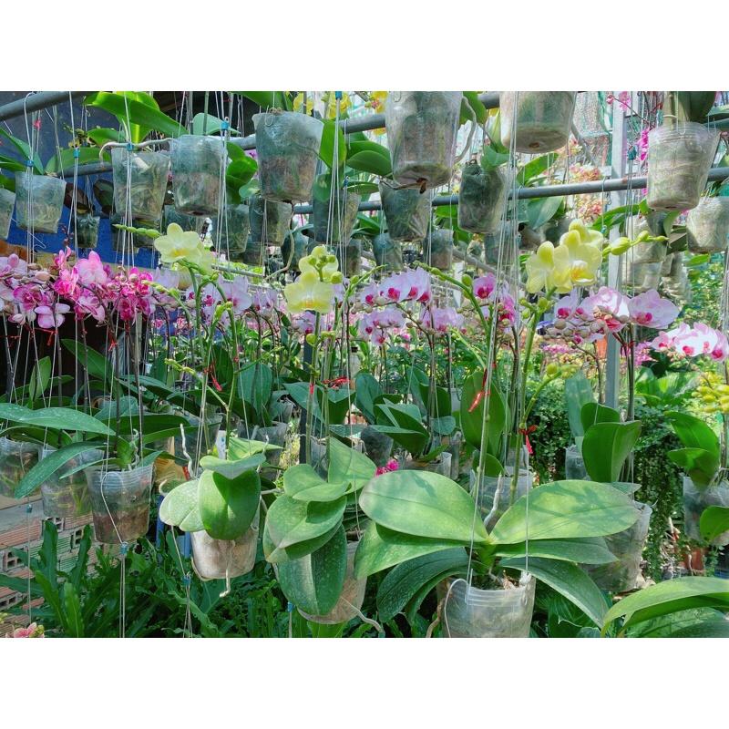 Lan Hồ Điệp Hàng Đẹp