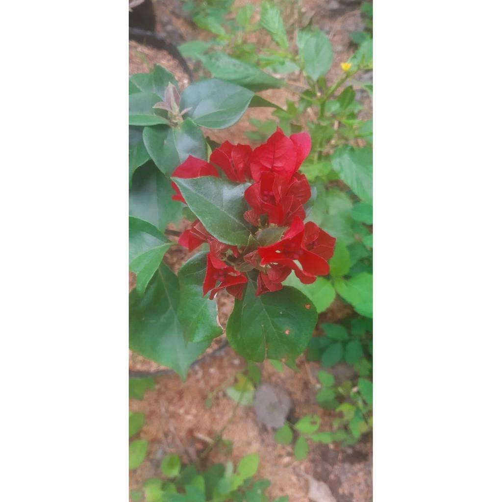 Cây hoa giấy màu đỏ