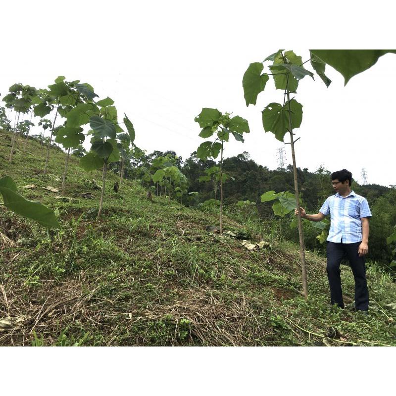 SẢN PHẨM: 800 GRAM HẠT GIỐNG CÂY HÔNG