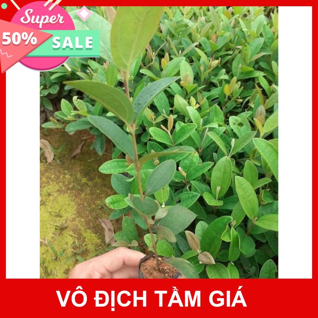 Giống Chuẩn CÂY SIM TÍM RỪNG GIỐNG (giá sỉ)