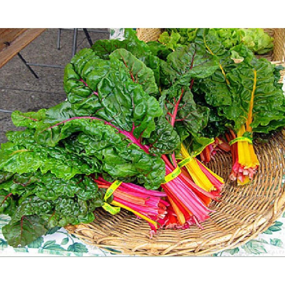 Combo 3 gói Hạt giống Cải Cầu Vồng-gói 2 gram/tặng kèm gói phân bón lót