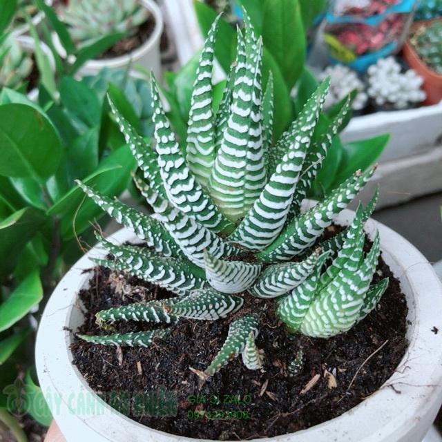 Chậu móng rồng