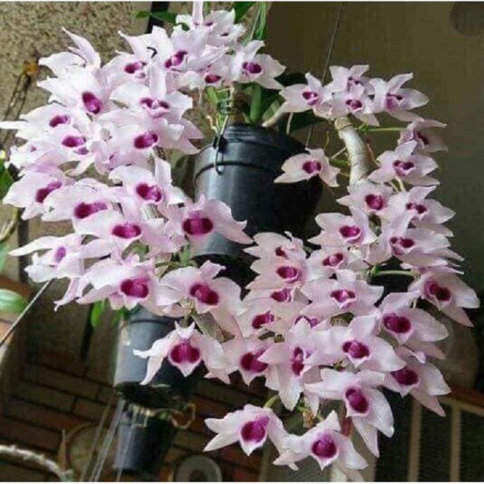 1 BẢNG PHI ĐIỆP LAI TO ĐẸP HÀNG GIEO HẠT