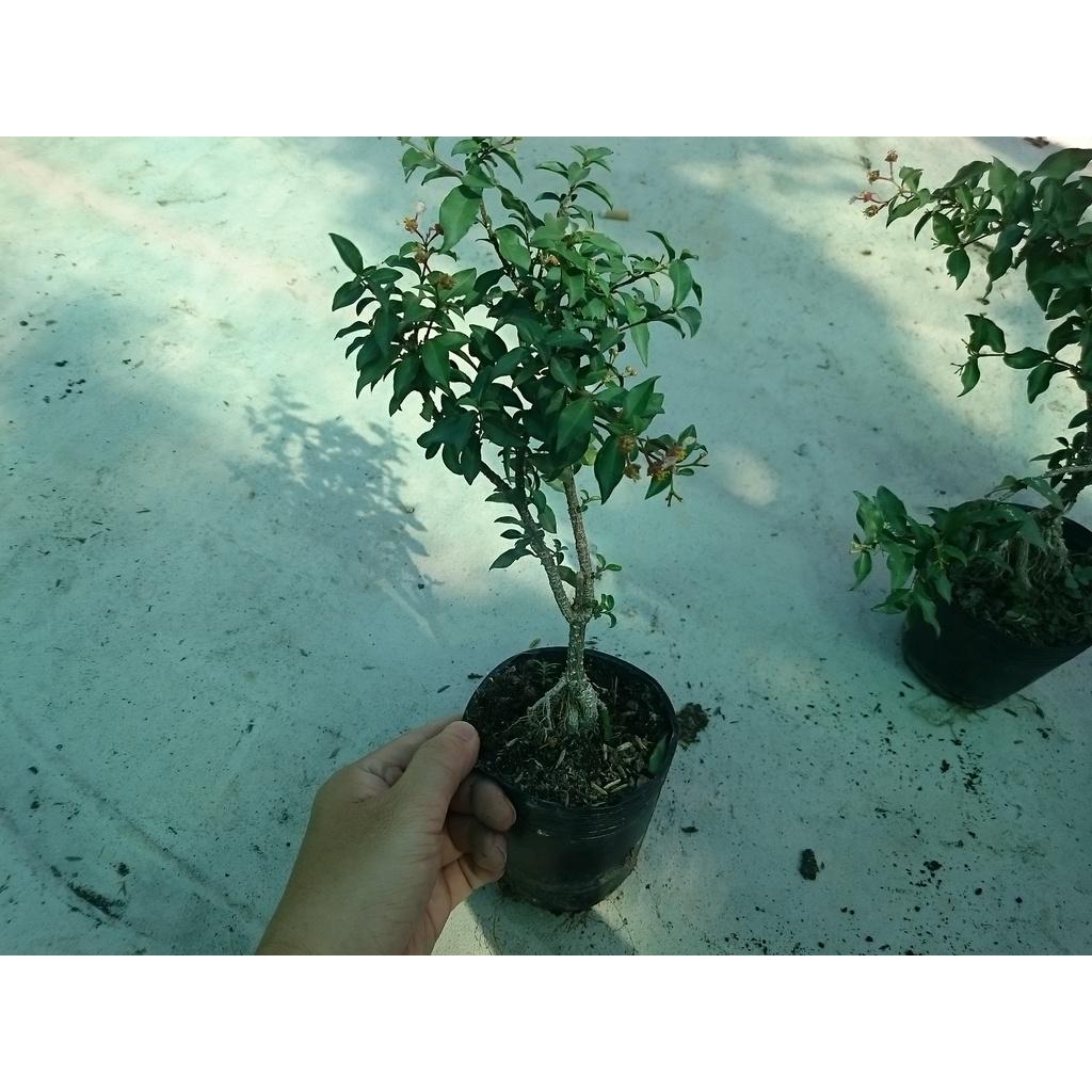 Cây Hồng Ngọc Mai Bonsai - cây cảnh bonsai + tặng phân bón cho cây