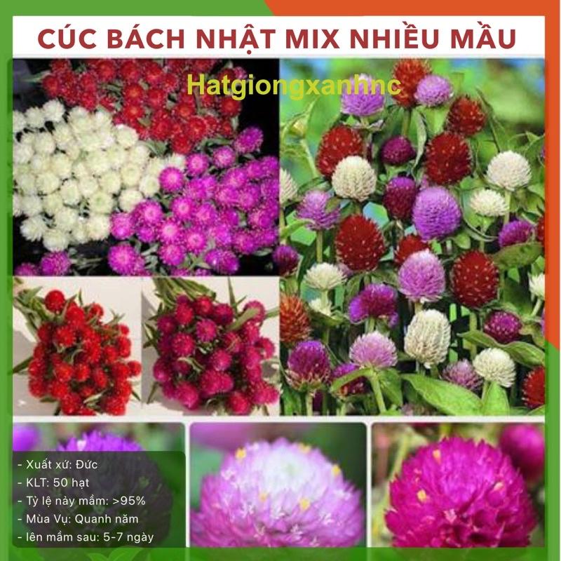 Hạt giống hoa Cúc Bách Nhật mix nhiều mầu, gói 50 hạt, ra hoa quanh năm, dễ trồng, cây phát triển tốt.