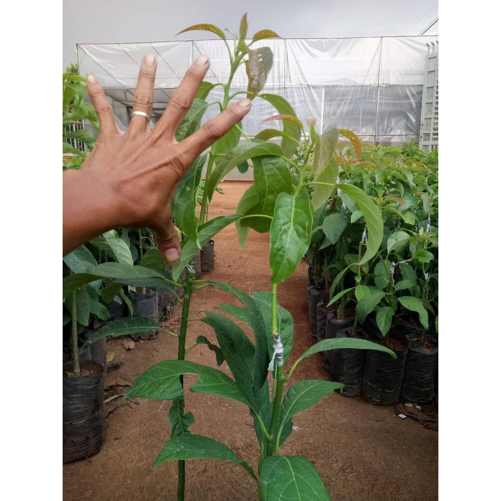 Cây Giống Bơ Hass úc F1