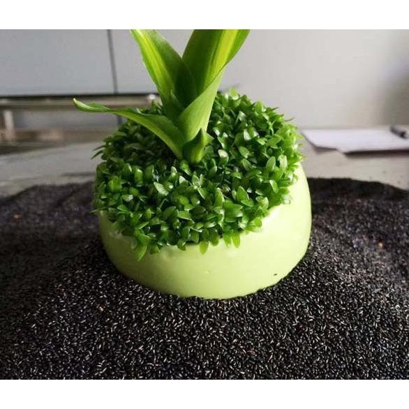 100hạt giống cỏ may mắn cực xinh