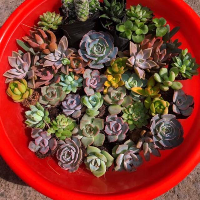 Combo 20 cây sen đá vỉ mix các loại