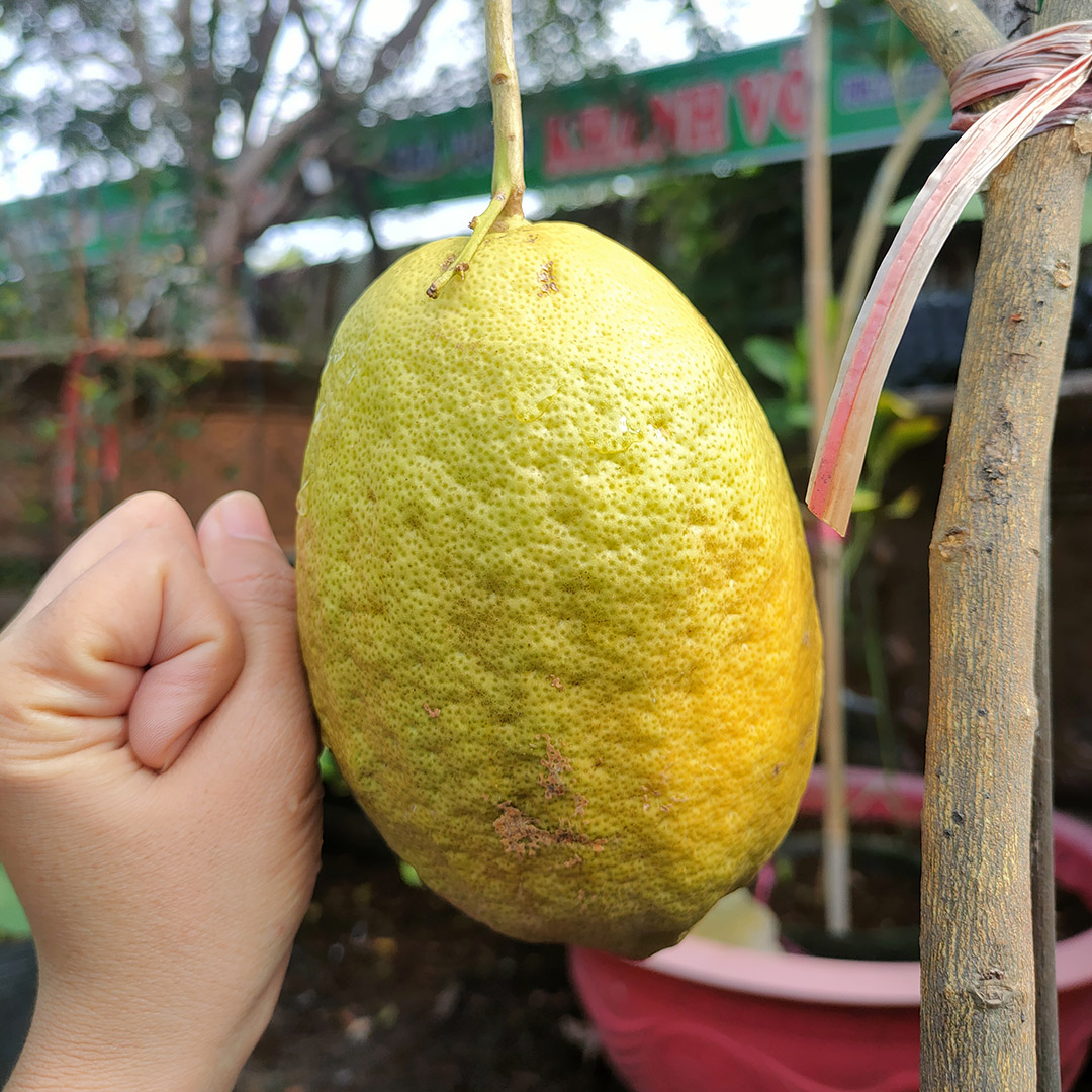 CÂY GIỐNG CHANH VÀNG TỨ QUÝ
